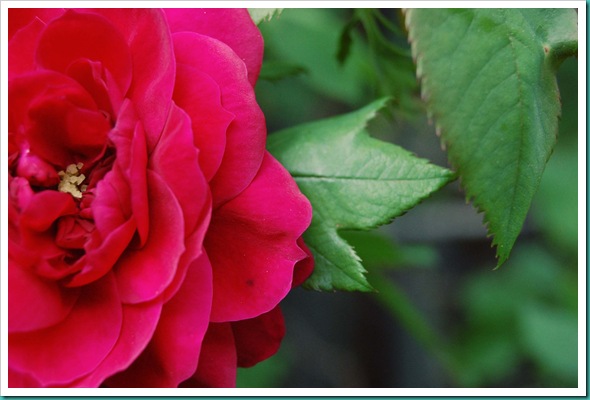 red explorer rose