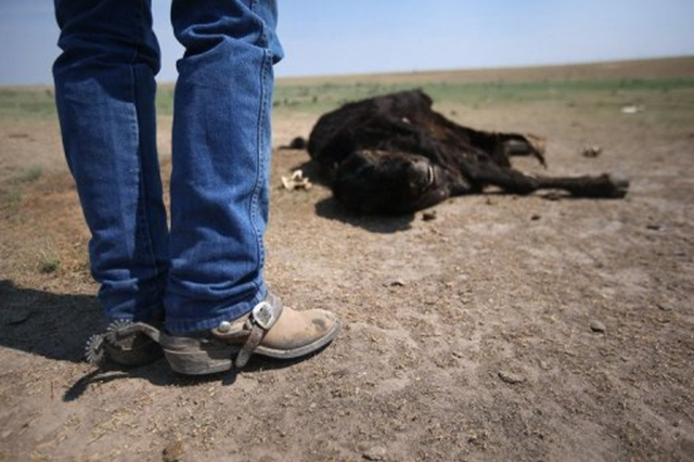 Rancher Gary Wollert inspects a dead cow on dry grasslands on near Eads, Colorado on 22 August 2012. World climate change negotiators faced warnings Thursday that a string of extreme weather events around the globe show urgent action on emission cuts is needed as they opened new talks in Bangkok. John Moore / AFP Photo
