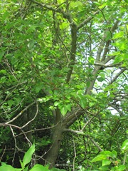 mulberry tree