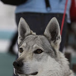 KV CSV 20130222_0123.jpg