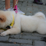 Pet Express Doggie Run 2012 Philippines. Jpg (274).JPG