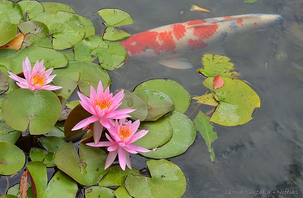 [Glria-Ishizaka---flores-833.jpg]