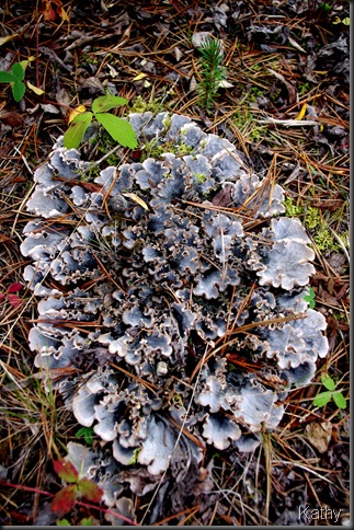 Lichen of some sort