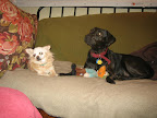 Here is Pickles pondering what to do next with her canine sister Luna!