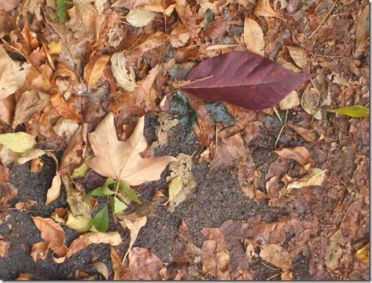 Leaves_wet_pavement_texture__by_Trippy_CS Leaves_wet_pavement_texture__by_Trippy_CS