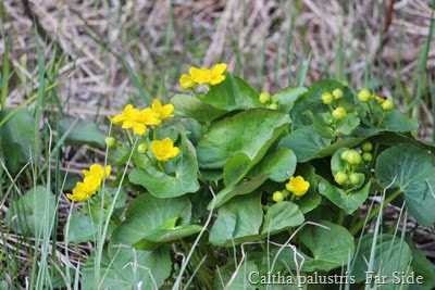 Marsh Marigold May 16 2014 also called Cowslips  Caltha palustris