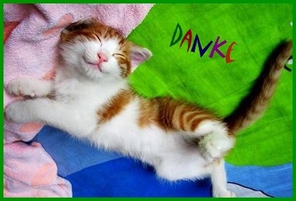 [lachende-katze-danke%255B5%255D.jpg]