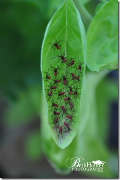 red-aphids