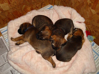 Mardi - Stevie pups at 5 - 6 weeks