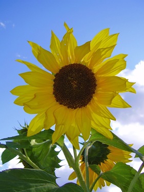 [sunflower72.jpg]