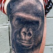 Gorilla #1