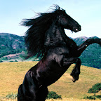 Diablo-Friesian.jpg