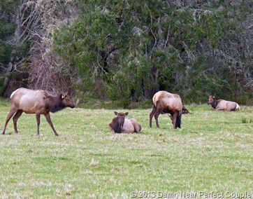Neah Bay Elk