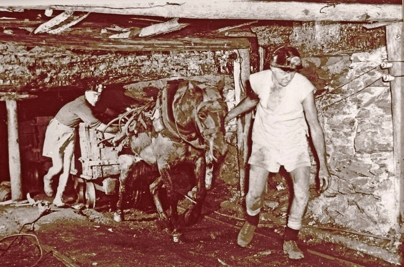 sultan-the-pit-pony-3 sultan-the-pit-pony-3