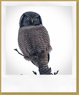 Northern Hawk owl