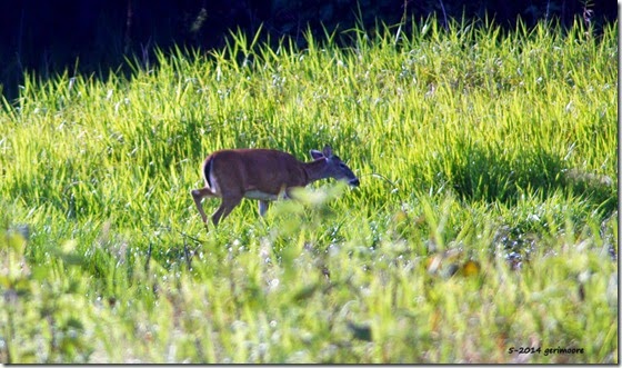 deerr 023 deerr 023