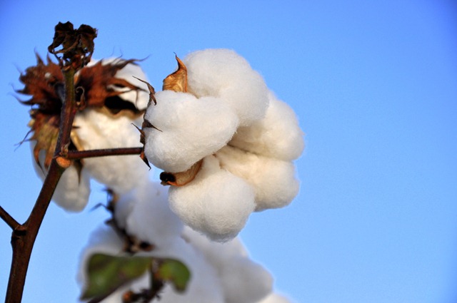 [new%2520farm%2520cotton%25202012%2520%252857%2529%255B3%255D.jpg]
