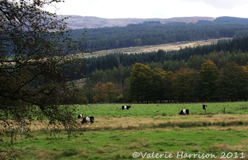 [10-belties%255B2%255D.jpg]