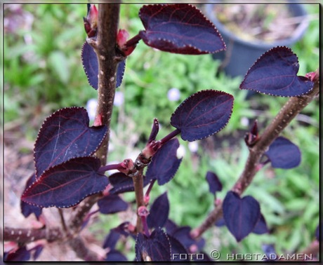 Cercidiphyllum jap. 'Rotfuchs'