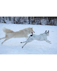 Yukon and Jake, dogs from Minneapolis, Minnesota, Yukon and Jake, dogs from Minneapolis, Minnesota,