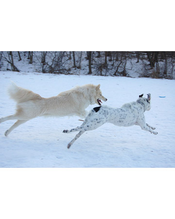 Yukon and Jake, dogs from Minneapolis, Minnesota, Yukon and Jake, dogs from Minneapolis, Minnesota,