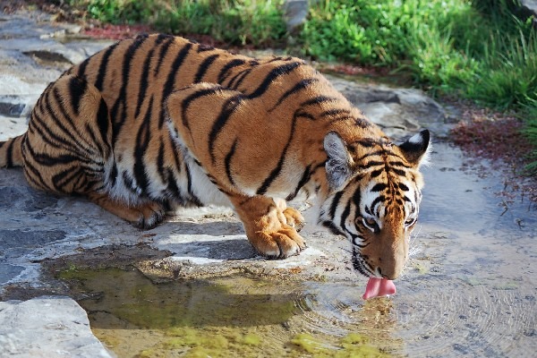 [Panthera_tigris_amoyensis%255B4%255D.jpg]