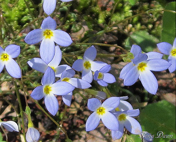 [Bluets_Houstonia_caerulea%255B13%255D.jpg]