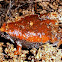 Eastern Narrowmouth Toad