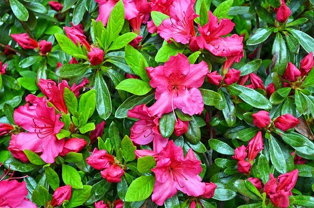 [fall-azaleas14.jpg]