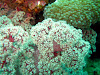  Koh Lipe Resimleri Fotoğrafları