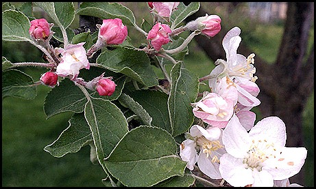 appleblossoms 4-12b