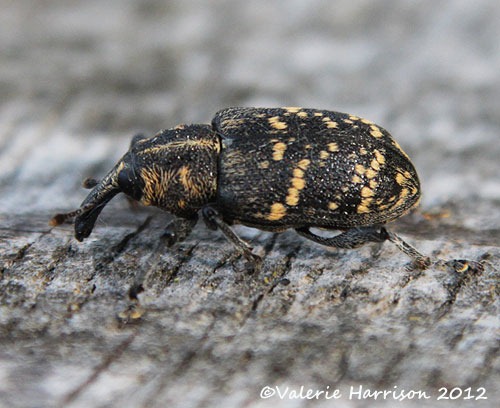 [pine-weevil-Hylobius-abietis%255B2%255D.jpg]