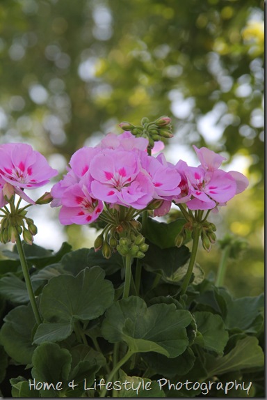 Home & Lifestyle IMG_1040