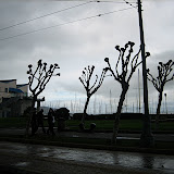 Strange-looking trees at Fisherman's Wharf