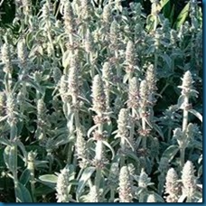 stachys  lambs ear