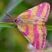 IMG_0168 Purpurmåler - Lythria cruentaria (Lolland).jpg