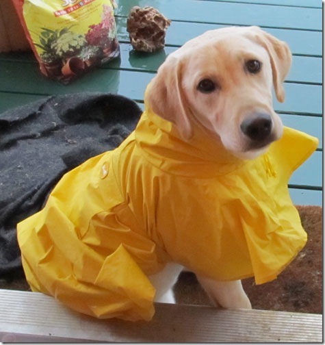 hurricane-sandy-dogs-25