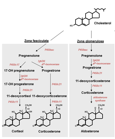 Glucocorticoids and Mineralocoticoids