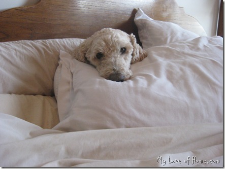 scared standard poodle