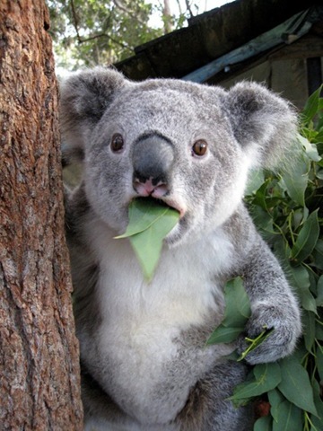 [animals-worried-face-4%255B2%255D.jpg]