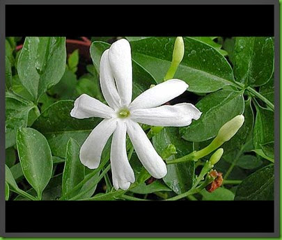 Jasminum fluminense Jasminum fluminense