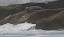 Harbour seal