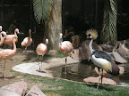 Some sort of exotic turkey thing at the flamingo habitat at the Flamingo.