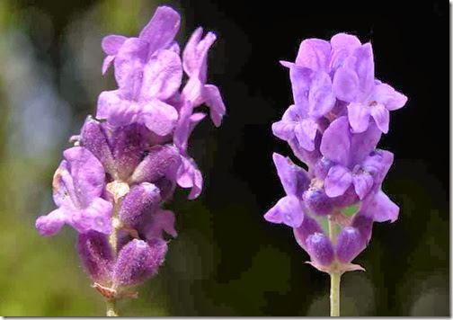 lavanda3 lavanda3
