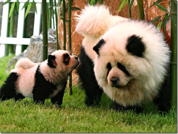 Chow Chow dogs, dyed to look like pandas, play at the Dahe Pet Civilization Park in Zhengzhou, Henan province June 8, 2010. The park bought four dyed Chow Chows and a Golden Retriever, dyed to resemble a tiger, from a pet market in Sichuan as an attempt to attract visitors, local media said. REUTERS/Donald Chan (CHINA - Tags: ANIMALS SOCIETY IMAGES OF THE DAY) Chow Chow dogs, dyed to look like pandas, play at the Dahe Pet Civilization Park in Zhengzhou, Henan province June 8, 2010. The park bought four dyed Chow Chows and a Golden Retriever, dyed to resemble a tiger, from a pet market in Sichuan as an attempt to attract visitors, local media said. REUTERS/Donald Chan (CHINA - Tags: ANIMALS SOCIETY IMAGES OF THE DAY)