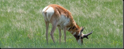 prong horn antelope in Custer National Park
