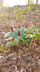 Trillium sessile, or toad shade (HOW much do you love that name?!?!?), is an endangered native plant across the eastern half of the U.S.