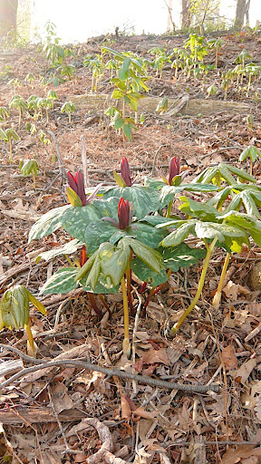 Trillium sessile, or toad shade (HOW much do you love that name?!?!?), is an endangered native plant across the eastern half of the U.S.