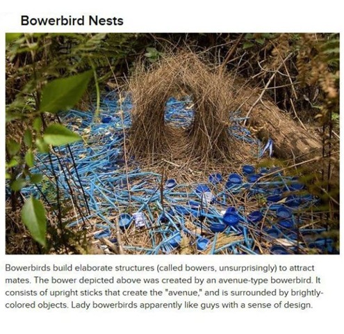 [animals-create-things-2%255B2%255D.jpg]