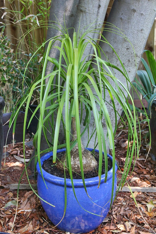 [120420_beaucarnea-recurvata%255B3%255D.jpg]